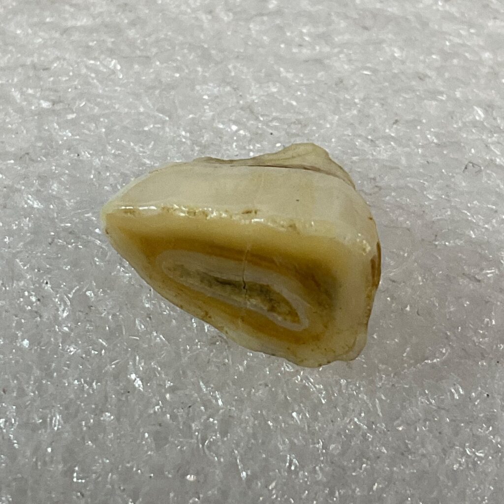 Horse Tooth Fragment 1in 1.2g Natural Specimen Fossilized Enamel Layer Display - Image 1