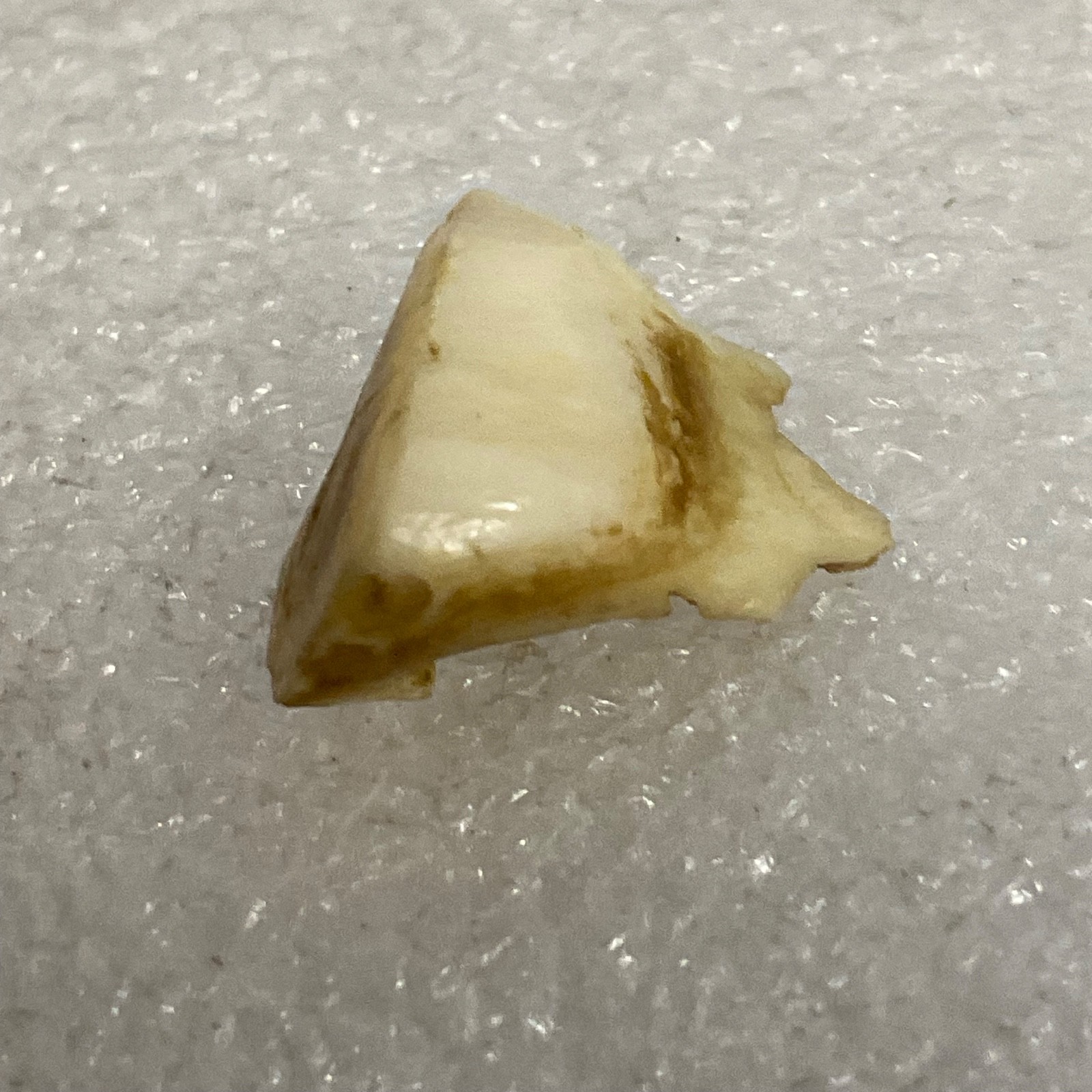 Horse Tooth Fragment 1in 1.2g Natural Specimen Fossilized Enamel Layer Display - Image 2