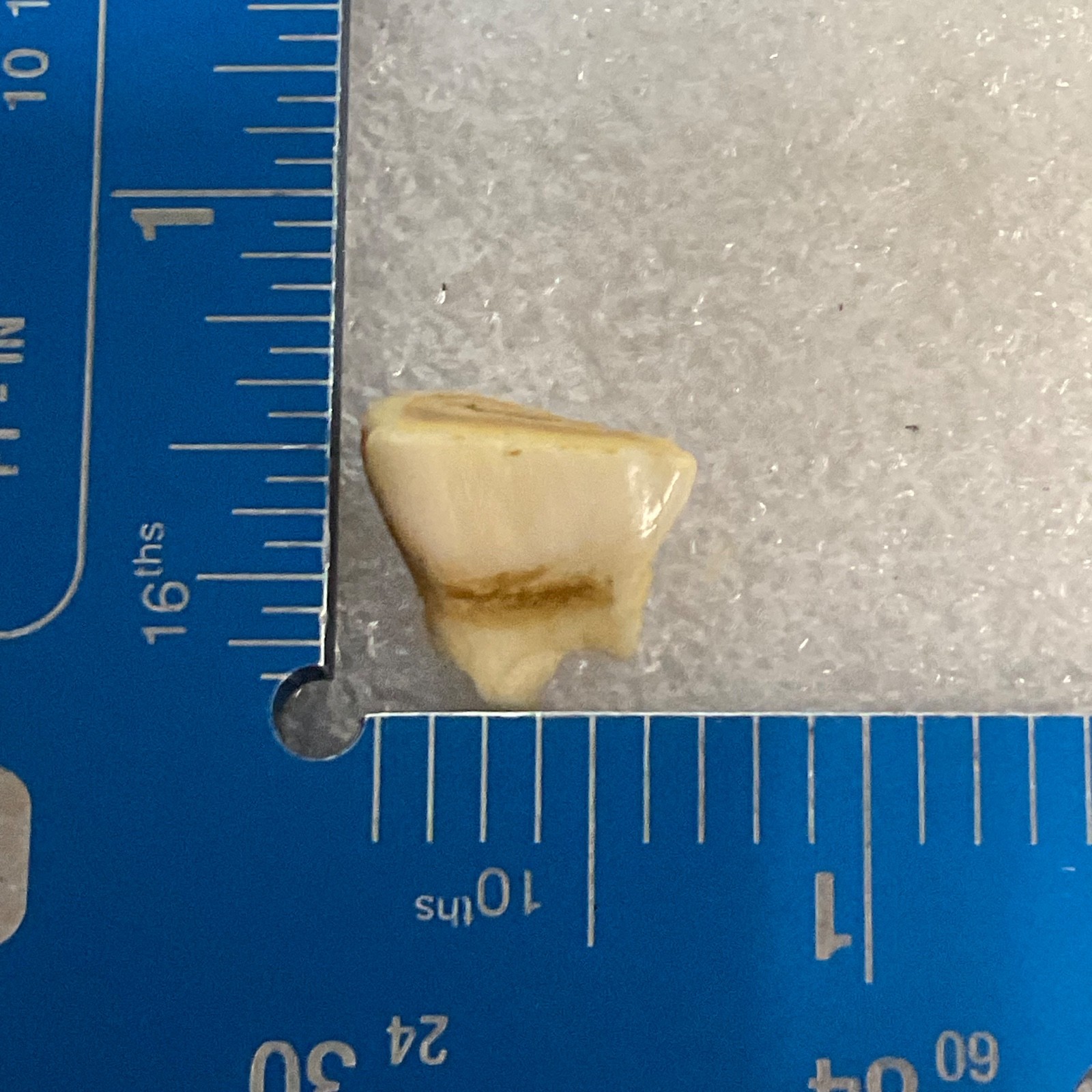 Horse Tooth Fragment 1in 1.2g Natural Specimen Fossilized Enamel Layer Display - Image 5
