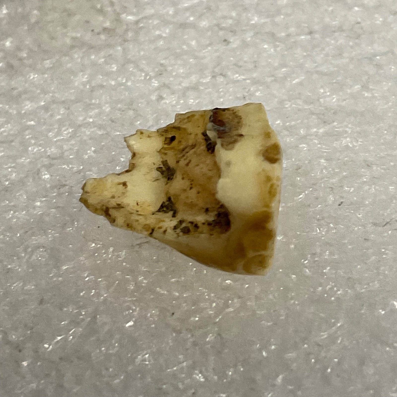 Horse Tooth Fragment 1in 1.2g Natural Specimen Fossilized Enamel Layer Display - Image 4