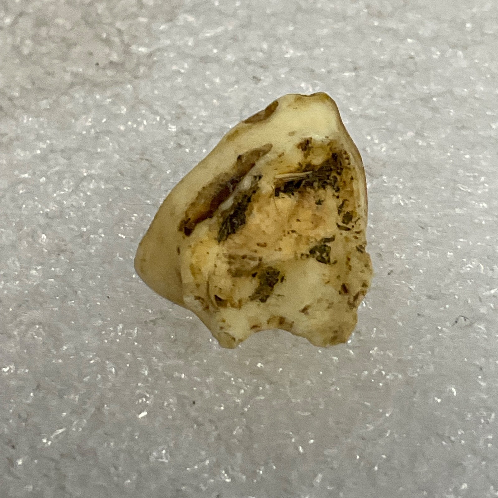 Horse Tooth Fragment 1in 1.2g Natural Specimen Fossilized Enamel Layer Display - Image 3