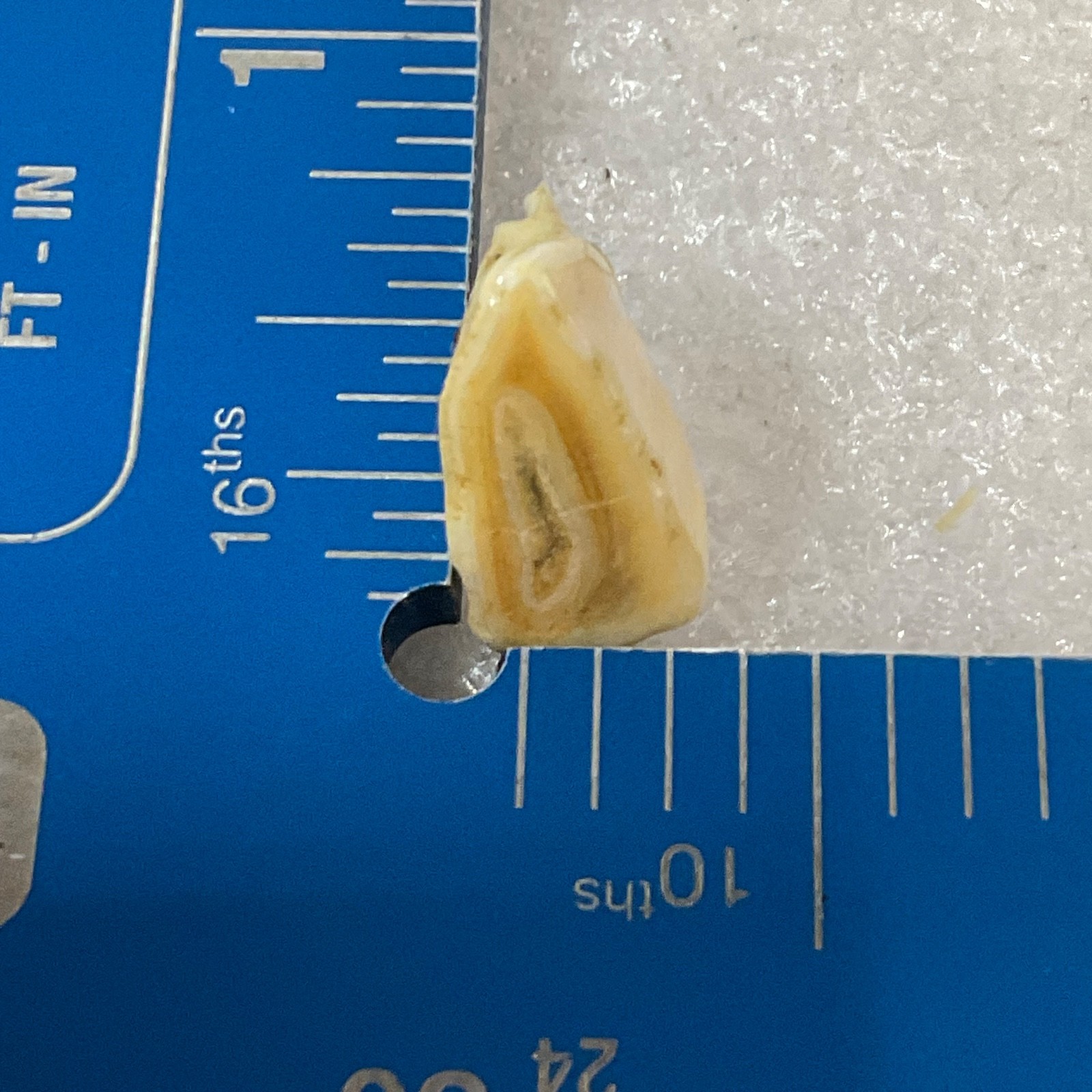 Horse Tooth Fragment 1in 1.2g Natural Specimen Fossilized Enamel Layer Display - Image 6