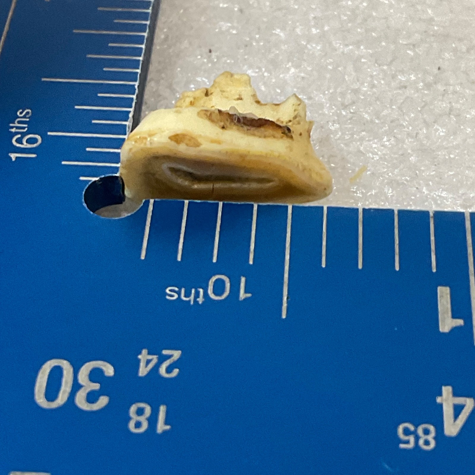 Horse Tooth Fragment 1in 1.2g Natural Specimen Fossilized Enamel Layer Display - Image 7