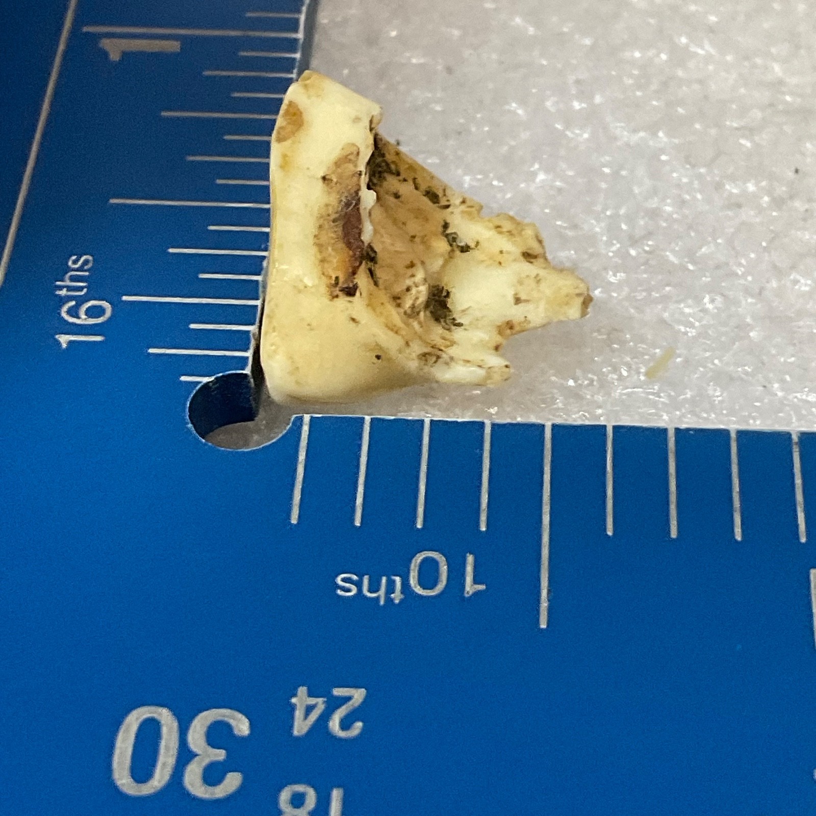 Horse Tooth Fragment 1in 1.2g Natural Specimen Fossilized Enamel Layer Display - Image 8