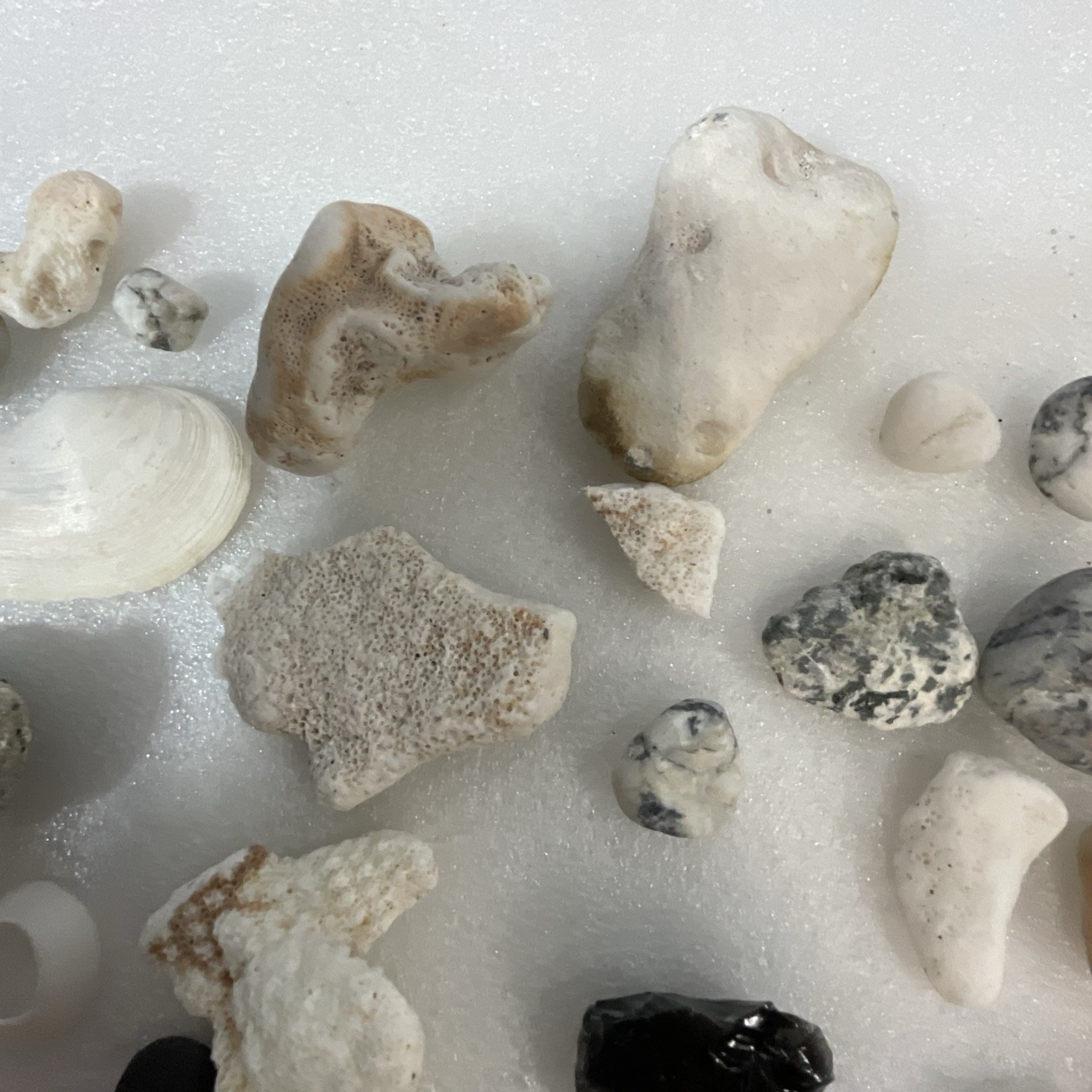 Shell Rock Fossil Shark Tooth Coral Mixed Lot 1 Pound 8 Ounces - Image 3