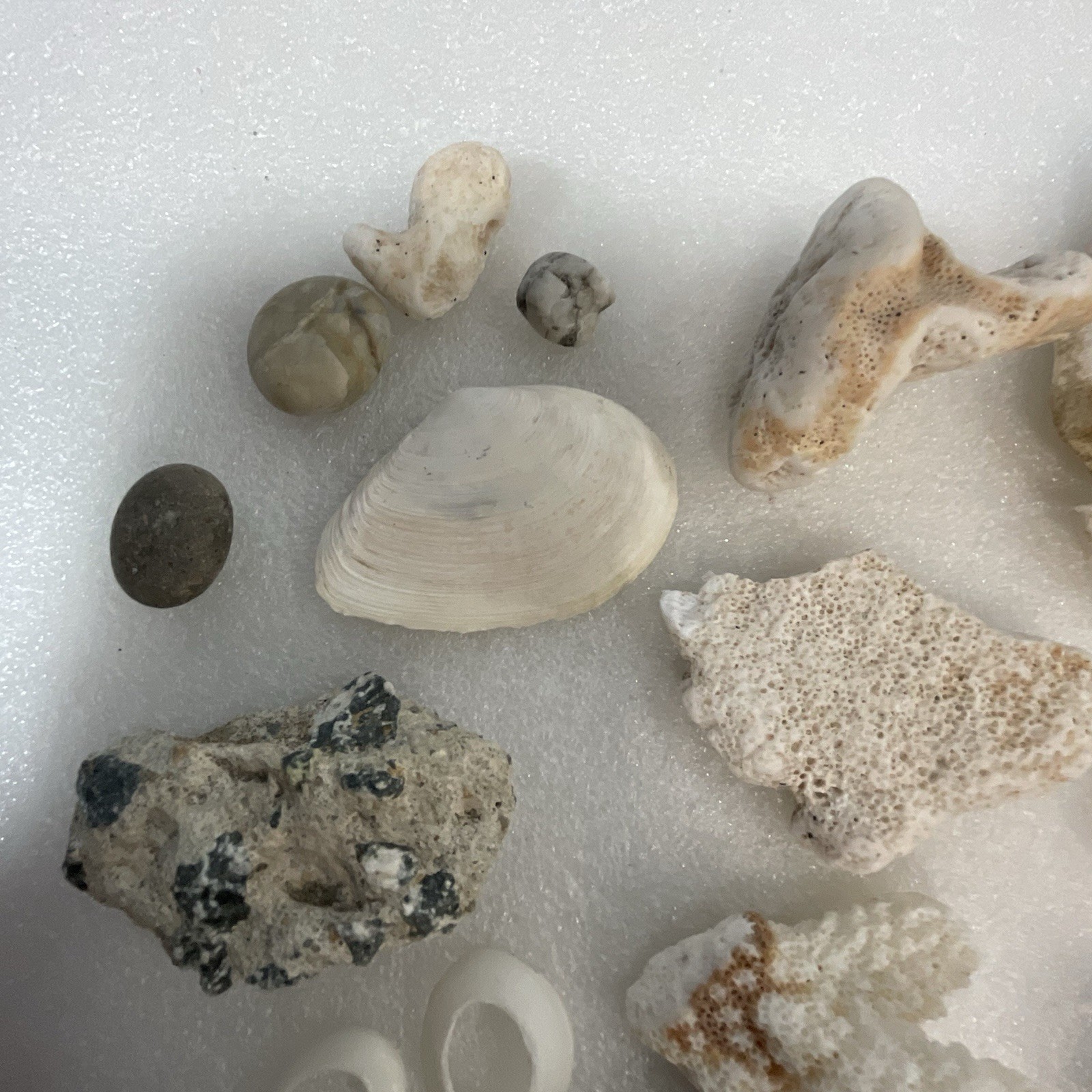 Shell Rock Fossil Shark Tooth Coral Mixed Lot 1 Pound 8 Ounces - Image 2