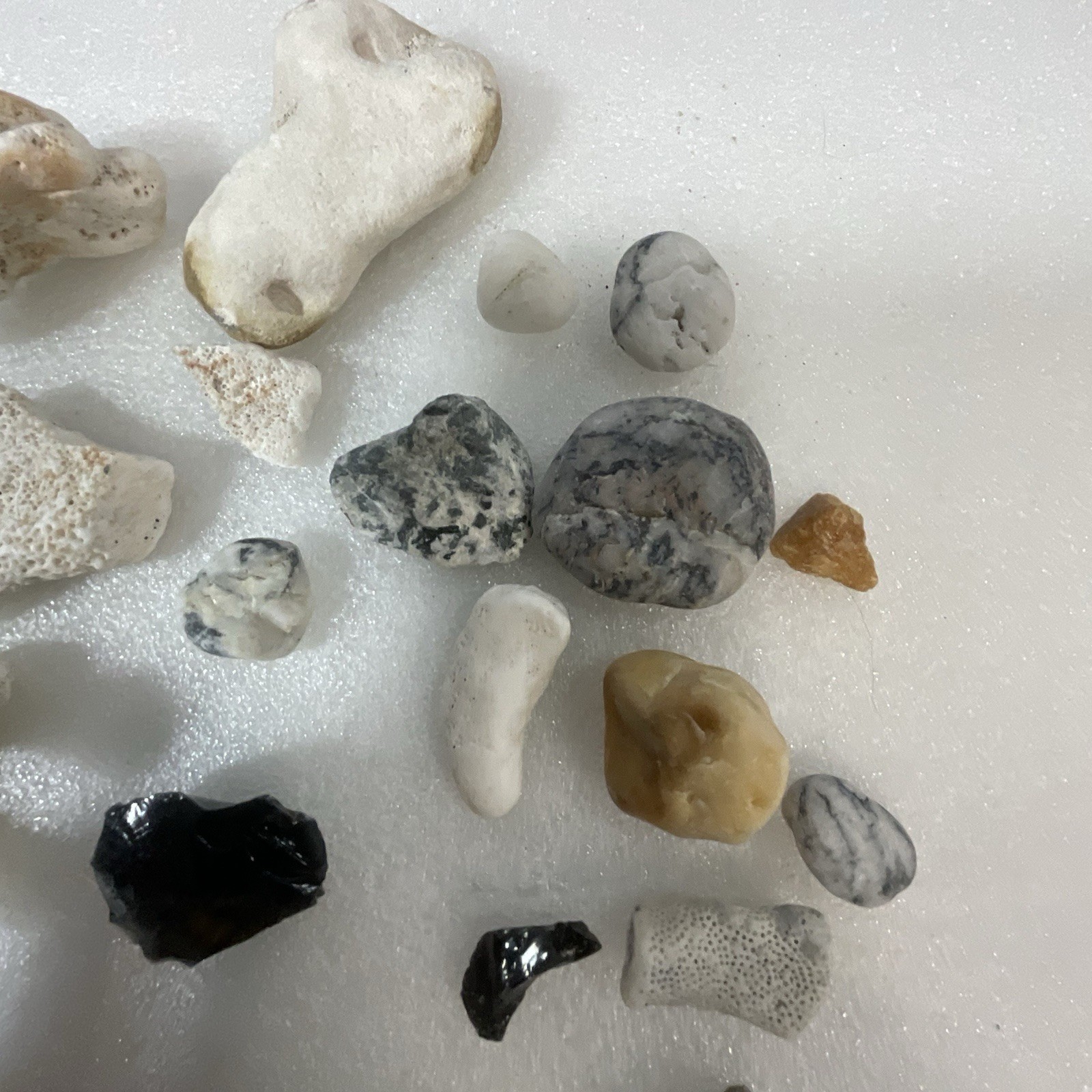 Shell Rock Fossil Shark Tooth Coral Mixed Lot 1 Pound 8 Ounces - Image 4