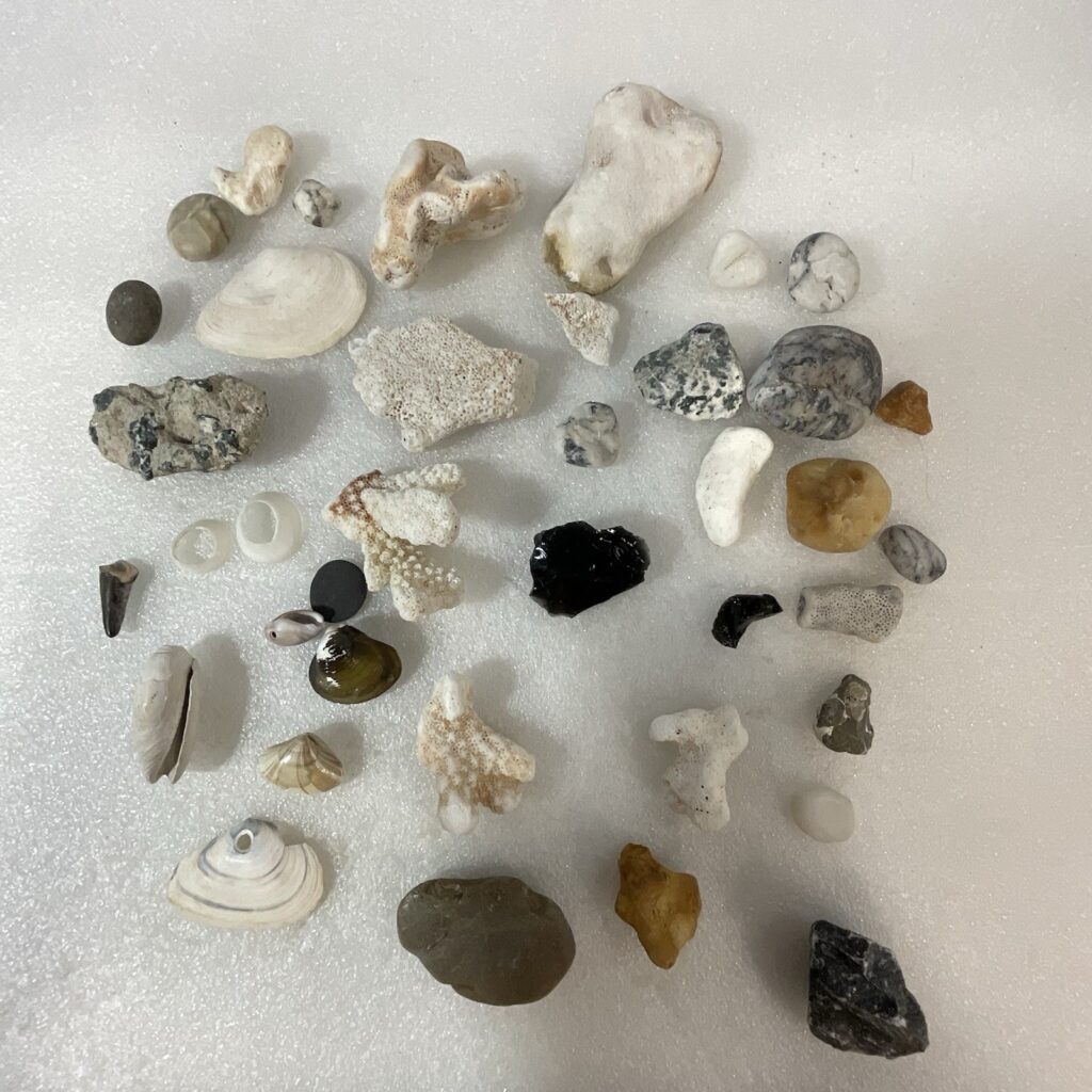 Shell Rock Fossil Shark Tooth Coral Mixed Lot 1 Pound 8 Ounces - Image 1