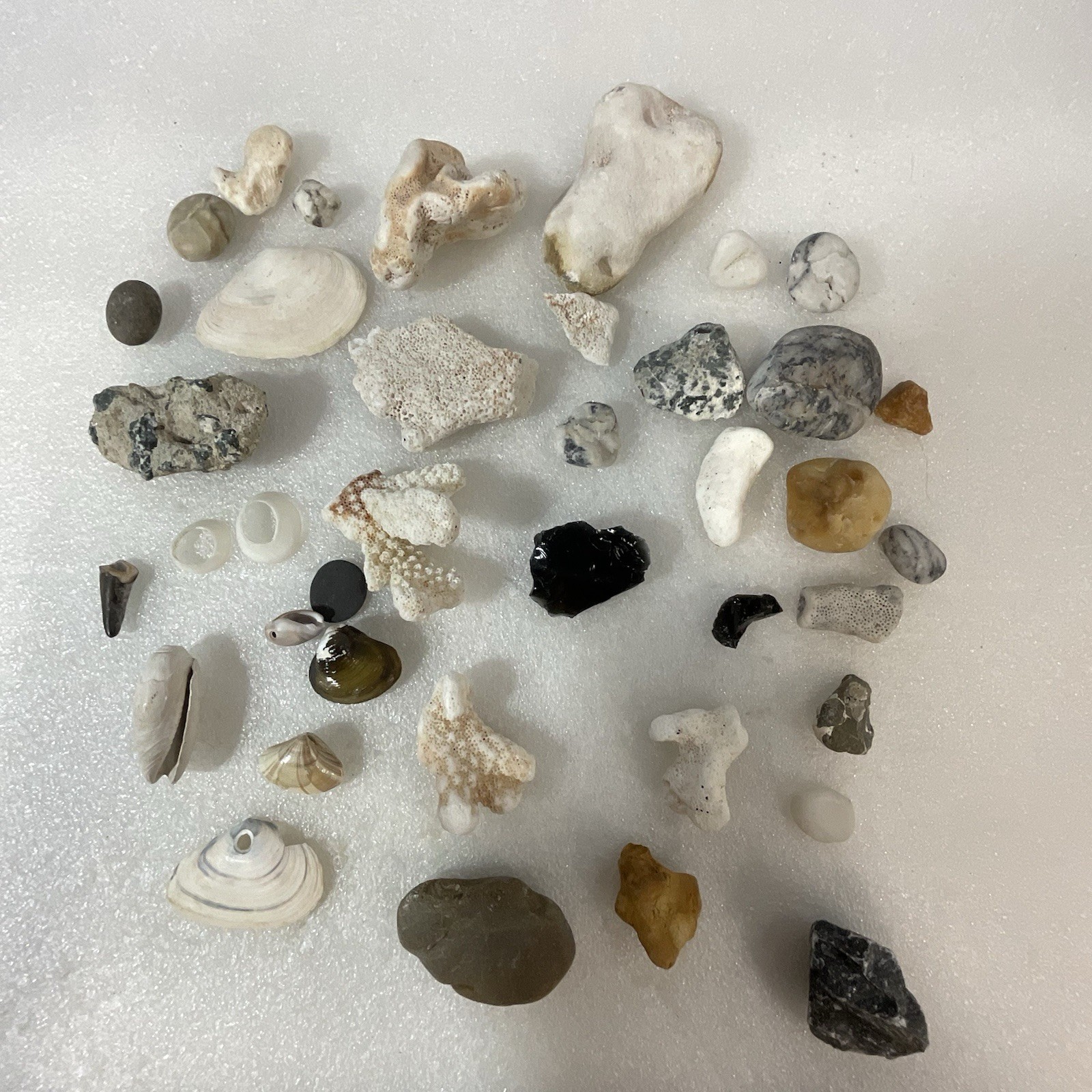 Shell Rock Fossil Shark Tooth Coral Mixed Lot 1 Pound 8 Ounces - Image 1