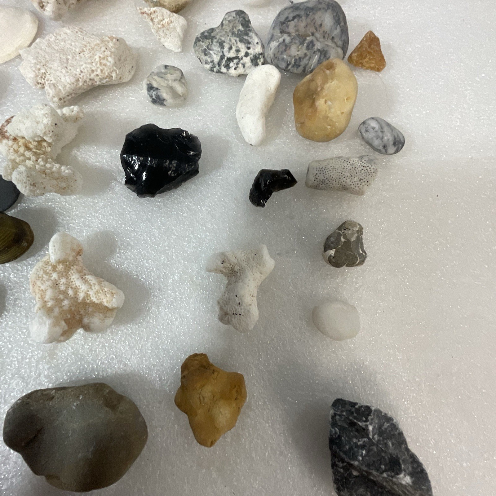 Shell Rock Fossil Shark Tooth Coral Mixed Lot 1 Pound 8 Ounces - Image 5