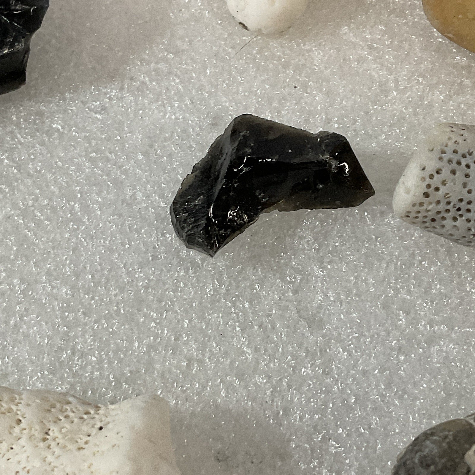 Shell Rock Fossil Shark Tooth Coral Mixed Lot 1 Pound 8 Ounces - Image 7