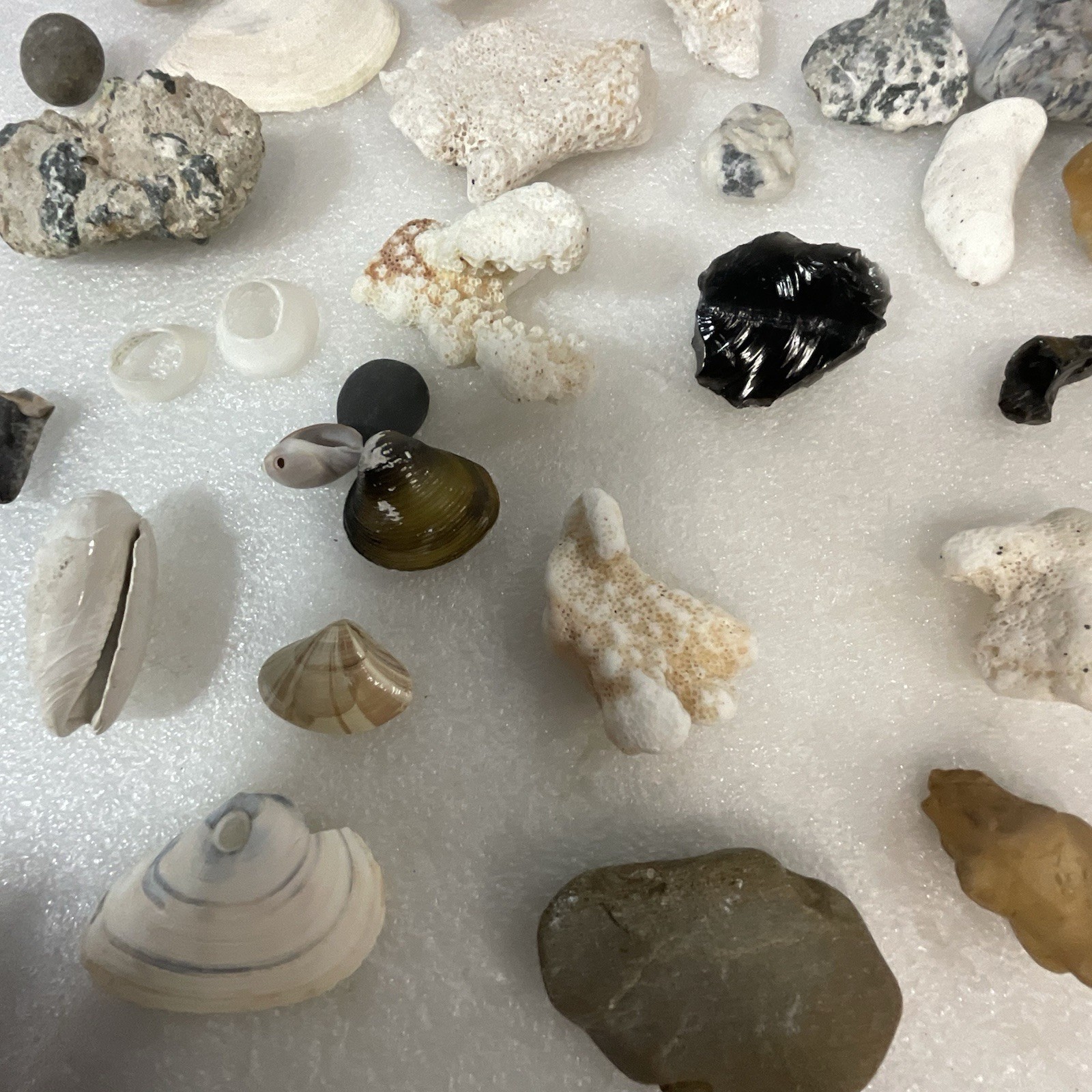 Shell Rock Fossil Shark Tooth Coral Mixed Lot 1 Pound 8 Ounces - Image 6