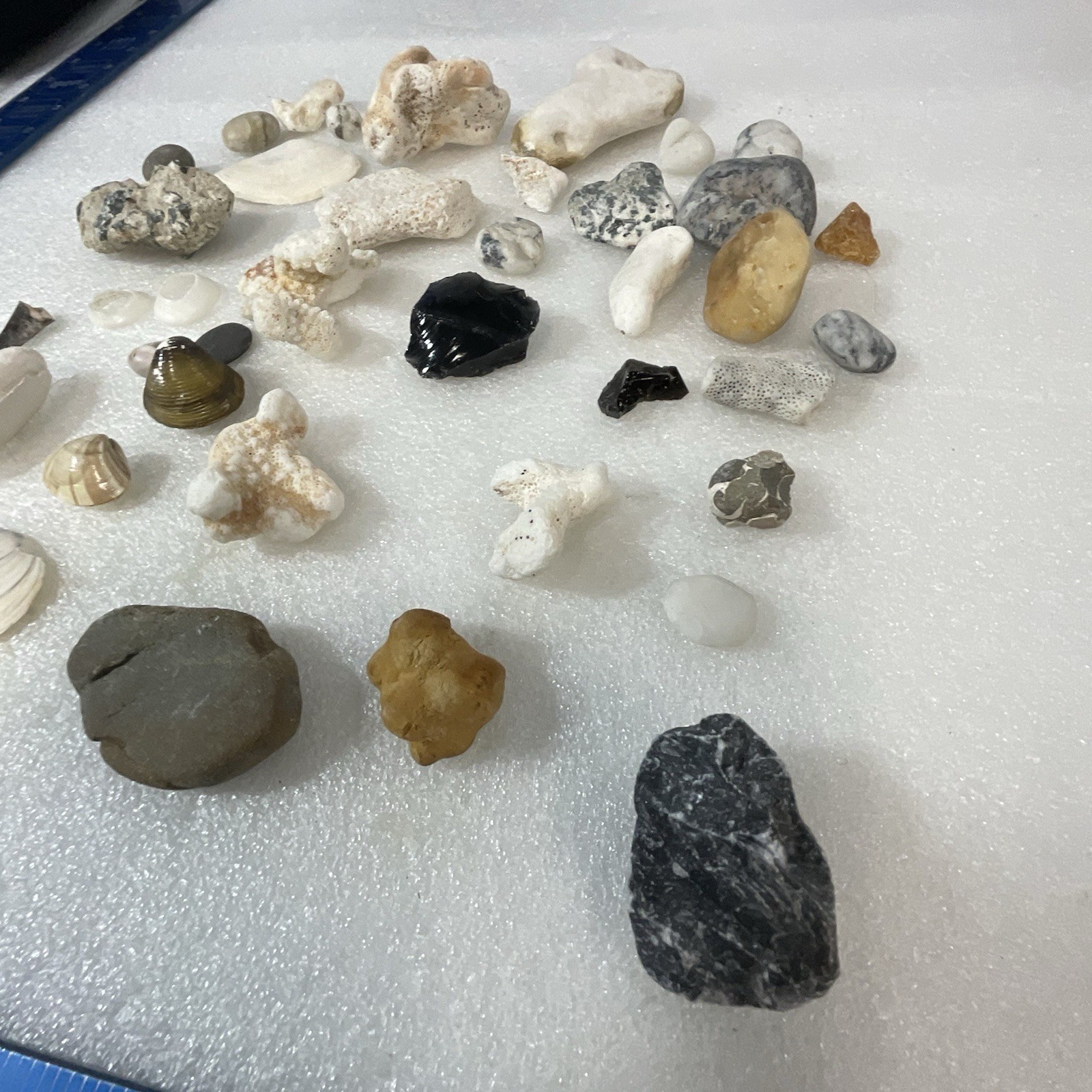 Shell Rock Fossil Shark Tooth Coral Mixed Lot 1 Pound 8 Ounces - Image 9