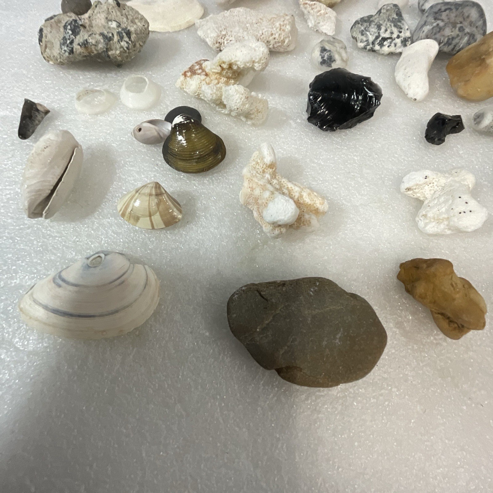 Shell Rock Fossil Shark Tooth Coral Mixed Lot 1 Pound 8 Ounces - Image 10