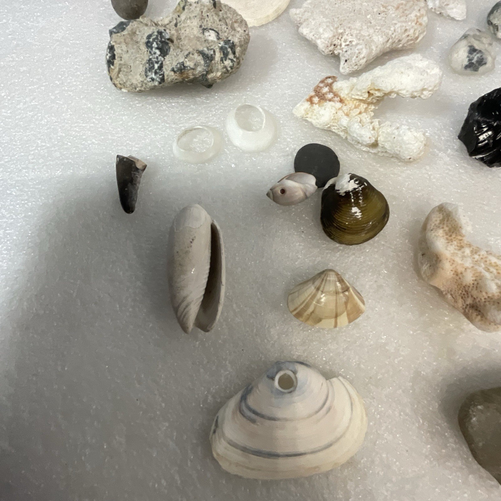 Shell Rock Fossil Shark Tooth Coral Mixed Lot 1 Pound 8 Ounces - Image 11