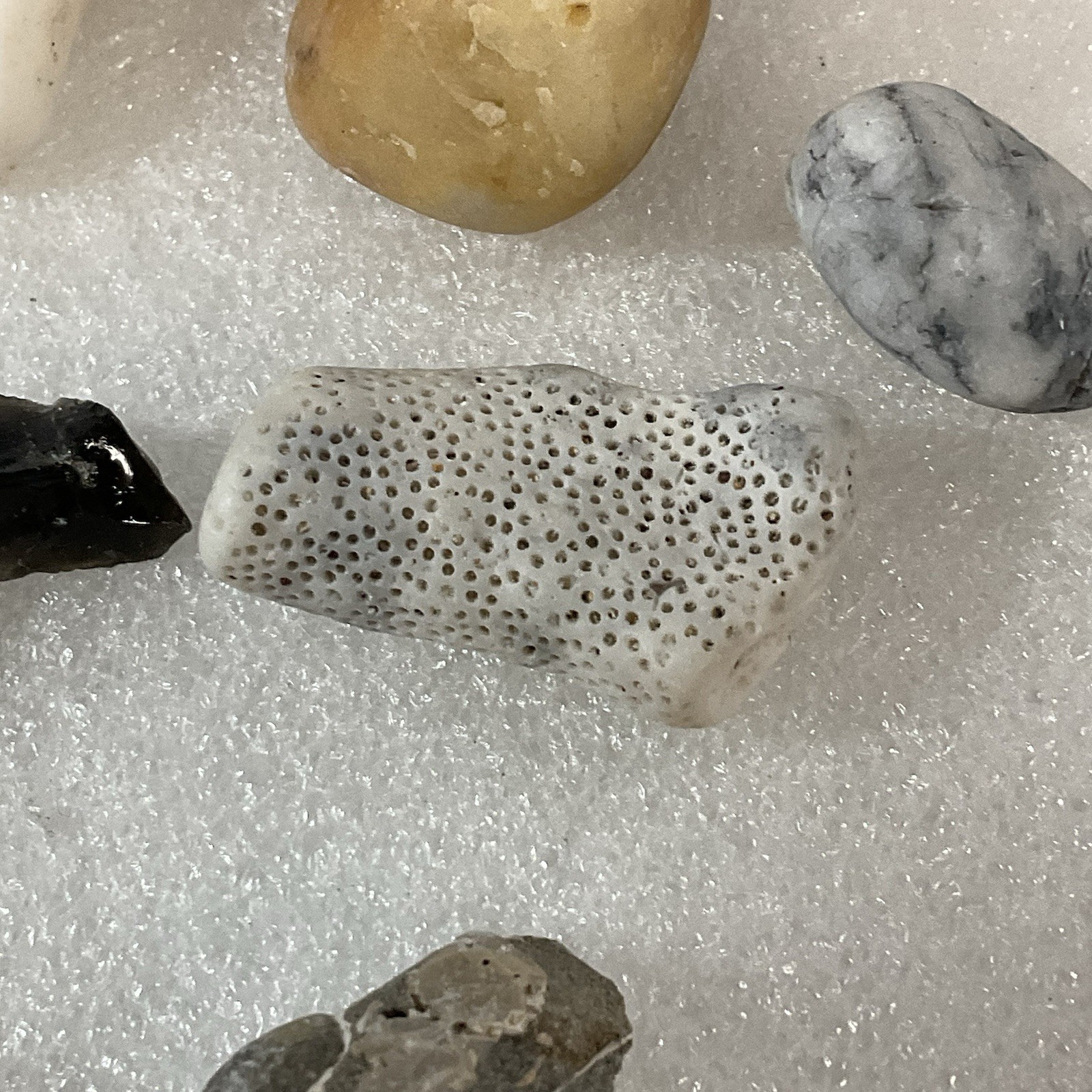 Shell Rock Fossil Shark Tooth Coral Mixed Lot 1 Pound 8 Ounces - Image 12