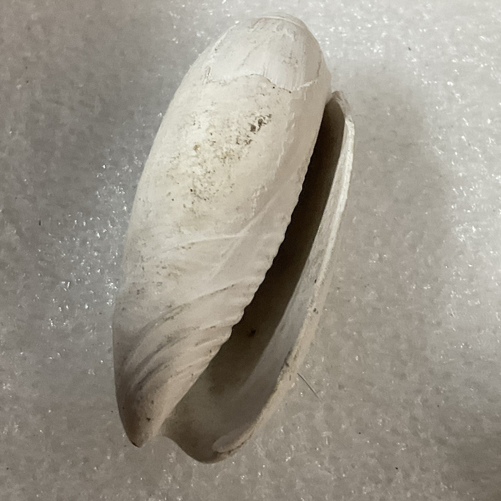 Shell Rock Fossil Shark Tooth Coral Mixed Lot 1 Pound 8 Ounces - Image 15