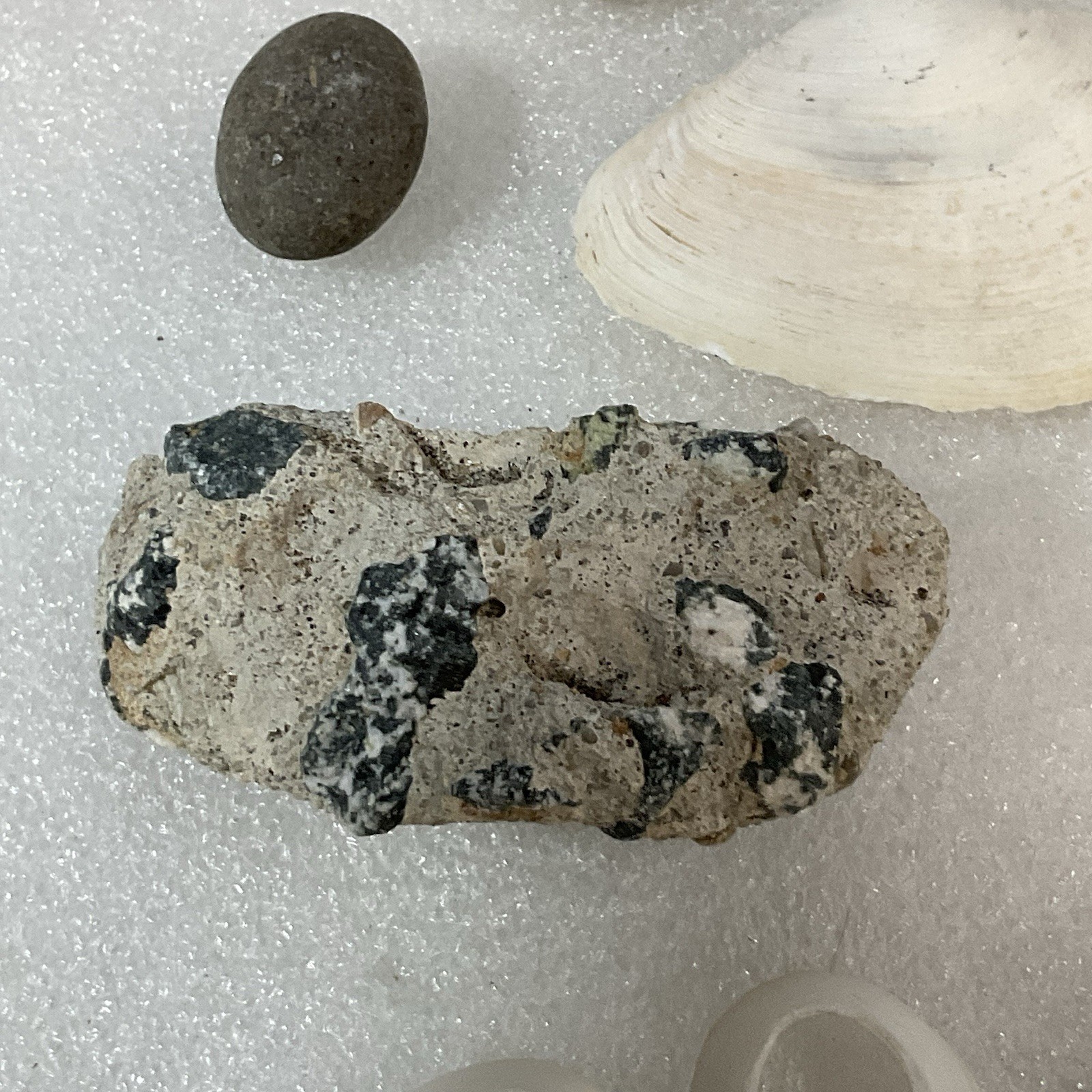 Shell Rock Fossil Shark Tooth Coral Mixed Lot 1 Pound 8 Ounces - Image 17