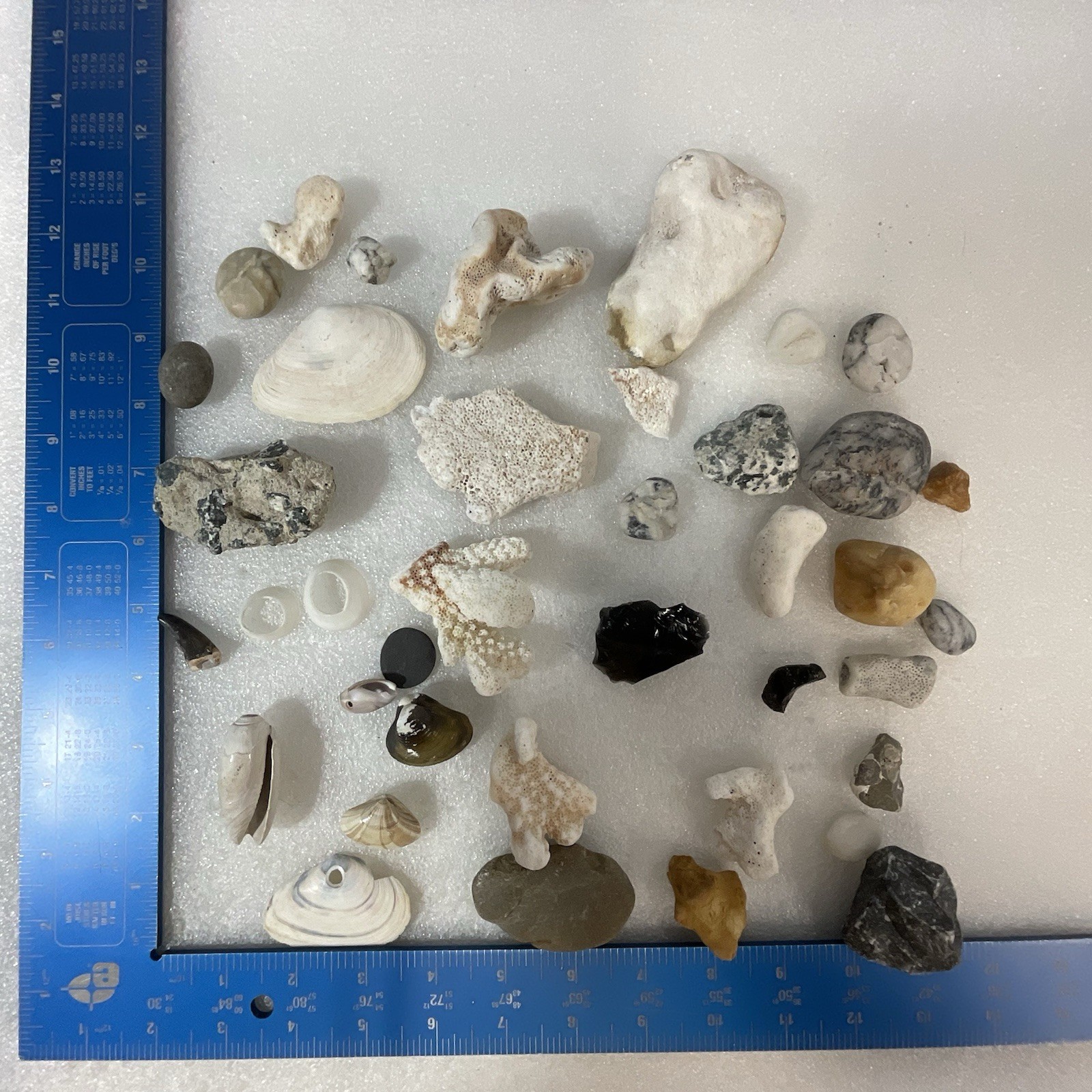 Shell Rock Fossil Shark Tooth Coral Mixed Lot 1 Pound 8 Ounces - Image 14