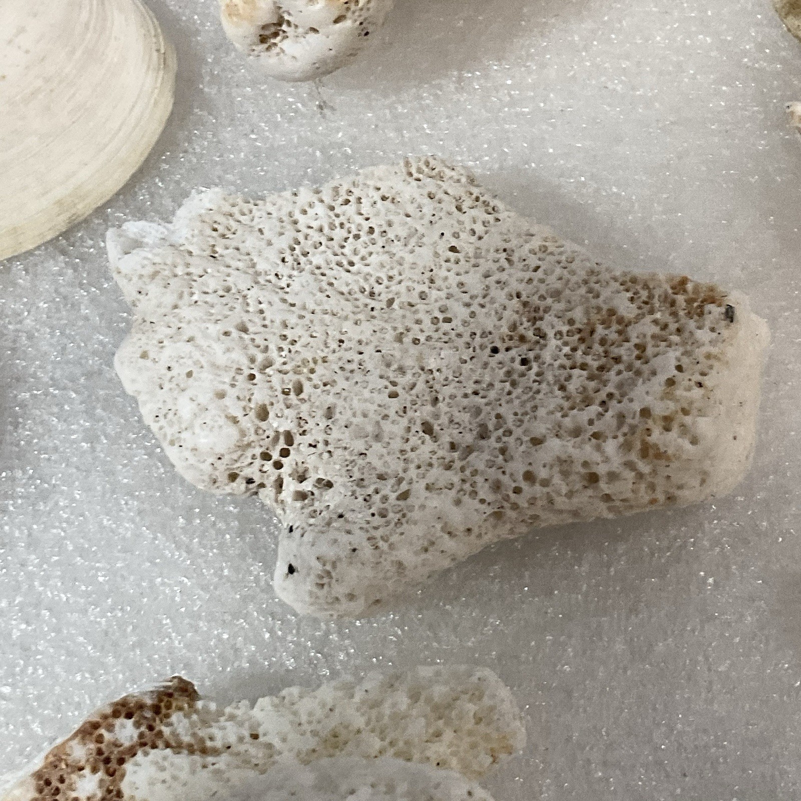 Shell Rock Fossil Shark Tooth Coral Mixed Lot 1 Pound 8 Ounces - Image 18