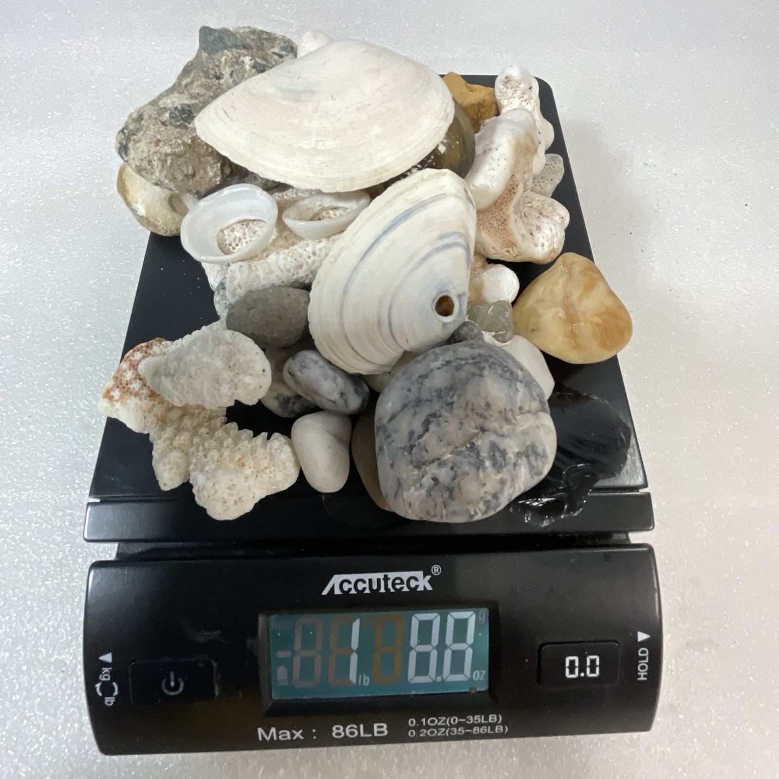 Shell Rock Fossil Shark Tooth Coral Mixed Lot 1 Pound 8 Ounces - Image 19