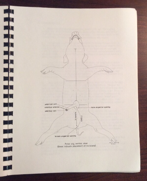 Laboratory Manual For Biological Sciences 1B UC Davis 1990 Falling, Grosberg - Image 10